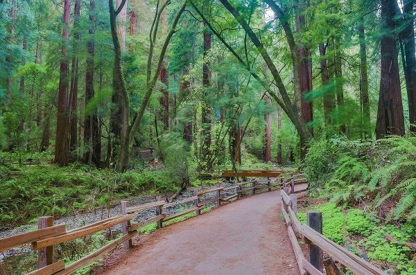 Muir Woods National Monument-Marin County-California-USA